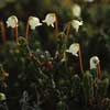 Cassiope tetragona    , white arctic mountain heather