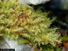 Campylium arcticum    , arctic star campylium moss