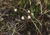 Cassiope tetragona    , white arctic mountain heather