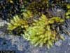 Cirriphyllum cirrosum    , cirriphyllum moss