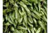 Cirriphyllum cirrosum    , cirriphyllum moss