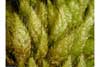 Cirriphyllum cirrosum    , cirriphyllum moss