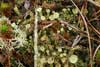 Cladonia chlorophaea