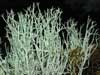 Cladonia amaurocraea