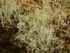 Cladonia amaurocraea    , cup lichen