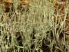 Cladonia amaurocraea    , cup lichen