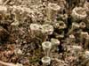 Cladonia pyxidata    , cup lichen