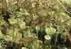 Cladonia pyxidata    , cup lichen