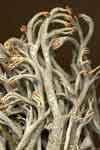 Cladina rangiferina    , greygreen reindeer lichen