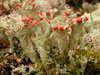 Cladonia coccifera