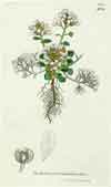Cochlearia groenlandica