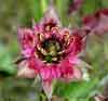 Comarum palustre    , purple marshlocks, marsh fivefinger