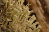 Cladonia digitata