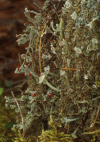 Cladonia digitata