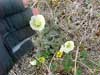 Papaver macounii    , Macoun's poppy