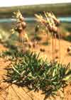 Dryas integrifolia