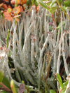 Cladonia ecmocyna    , cup lichen