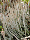 Cladonia ecmocyna    , cup lichen