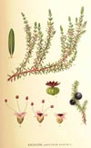 Empetrum nigrum s. lat.  , black crowberry