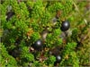 Empetrum nigrum s. lat.  , black crowberry