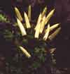 Encalypta    , alpine candle snuffer moss