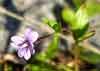 Epilobium anagallidifolium    , pimpernel willowherb