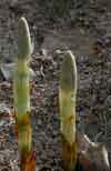 Equisetum arvense    , field horsetail