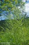 Equisetum arvense