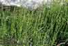 Equisetum scirpoides    , dwarf scouringrush