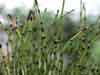 Equisetum scirpoides    , dwarf scouringrush