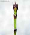 Equisetum scirpoides    , dwarf scouringrush