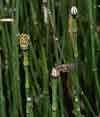 Equisetum variegatum    , variegated scouringrush