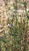 Equisetum variegatum