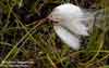 Eriophorum angustifolium    , tall cottongrass