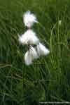 Eriophorum angustifolium    , tall cottongrass