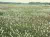 Eriophorum angustifolium    , tall cottongrass