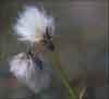 Eriophorum