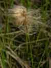 Eriophorum russeolum    , red cottongrass