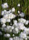 Eriophorum scheuchzeri