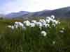 Eriophorum scheuchzeri    , white cottongrass