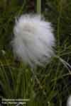 Eriophorum scheuchzeri