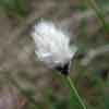 Eriophorum vaginatum    , tussock cottongrass