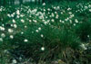 Eriophorum vaginatum    , tussock cottongrass