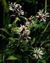 Eurybia sibirica    , arctic aster