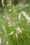 Festuca rubra