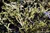 Flavocetraria    , lichen