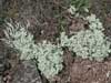 Cetraria nivalis    , lichen