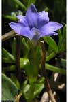 Gentiana prostrata    , pygmy dwarf gentian