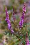 Hedysarum americanum