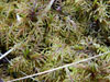 Hylocomium splendens    , Splendid feather moss